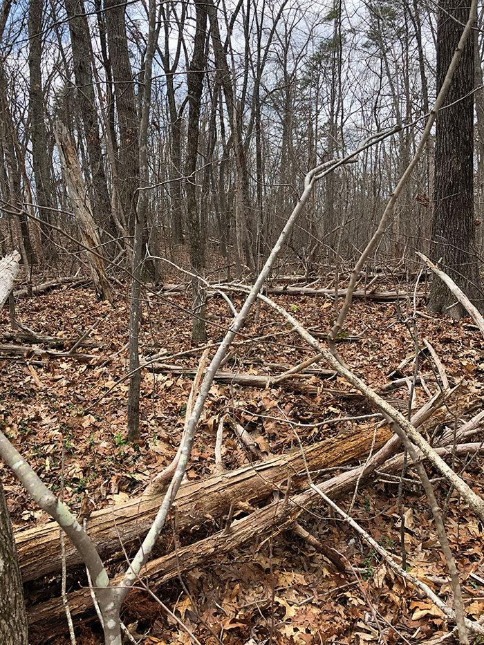 Mulcher Before Fire
