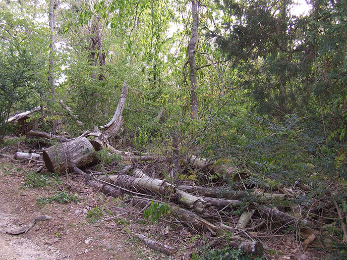Yard Cleanup Before